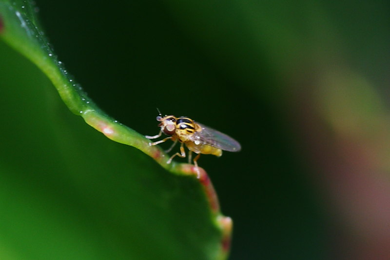Microdittero da identificare 1