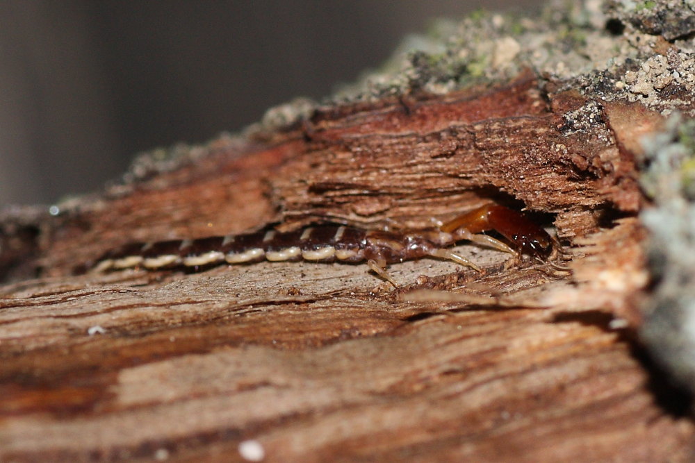 Larva di Parainocellia bicolor