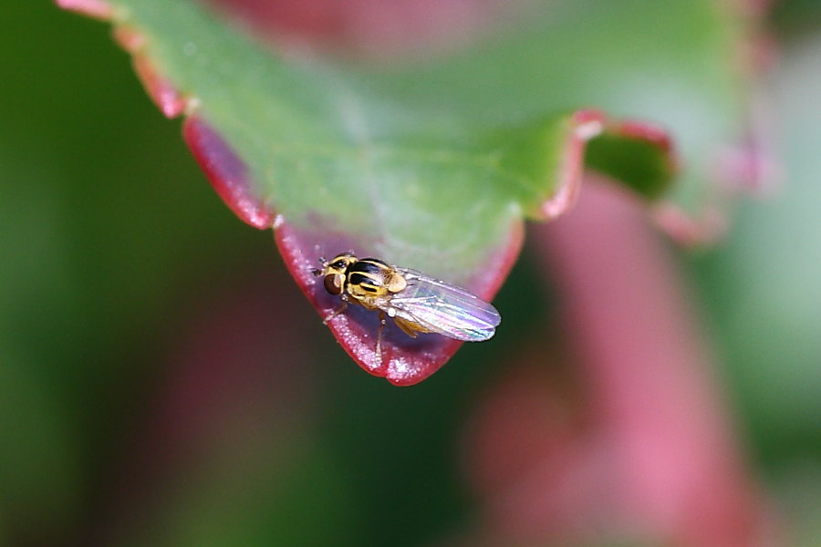 Microdittero da identificare 1