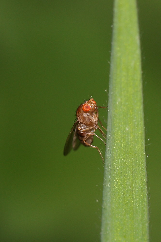Microdittero da identificare 2