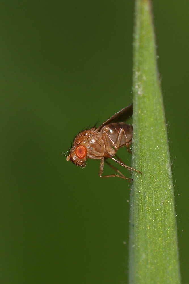 Microdittero da identificare 2