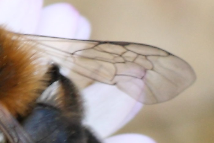 Andrena bicolor