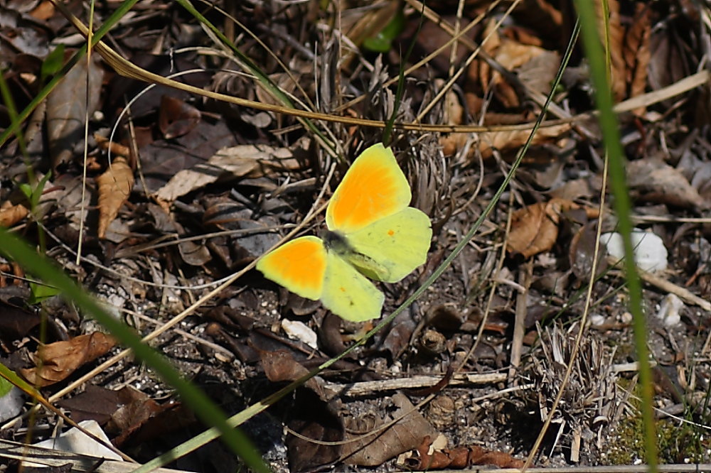 Gonepteryx cleopatra