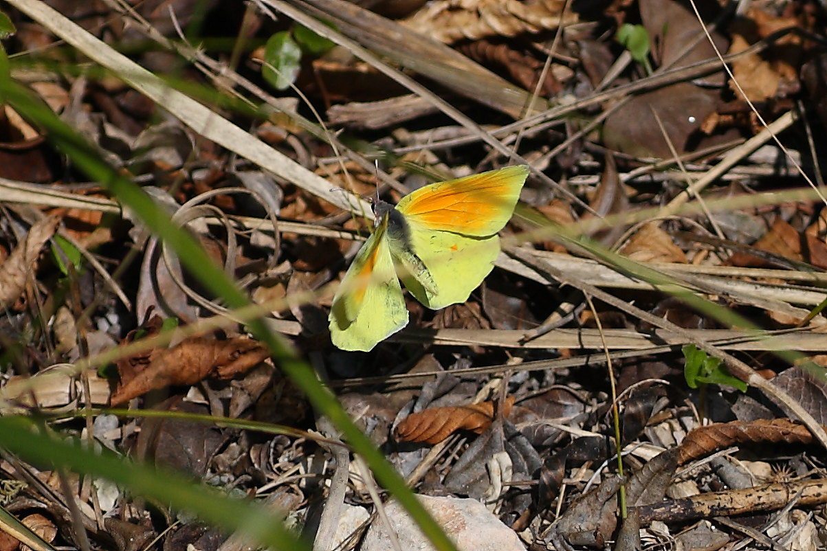 Gonepteryx cleopatra