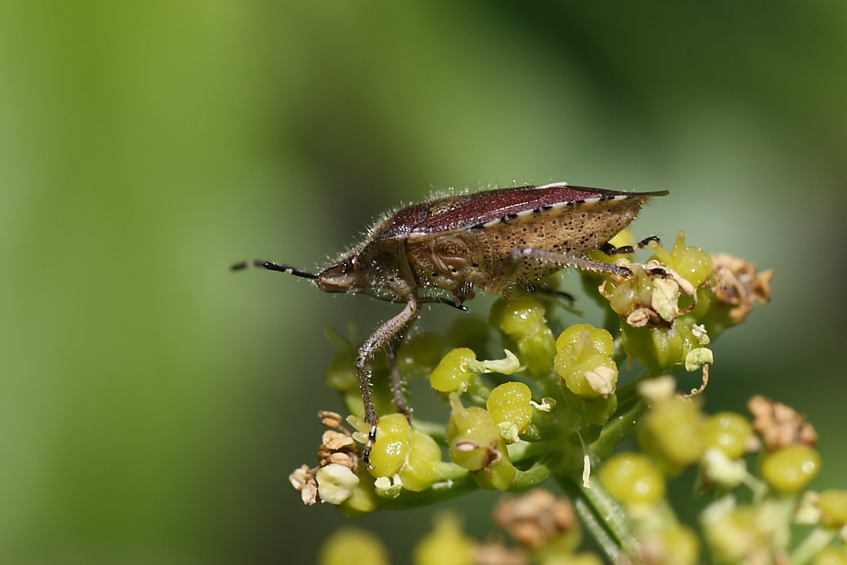 Pentatomidae: Dolycoris baccarum delle Marche (AN)