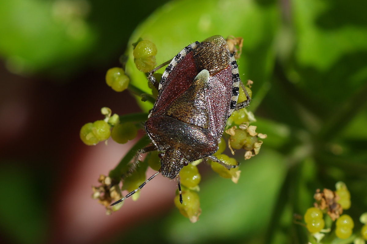 Pentatomidae: Dolycoris baccarum delle Marche (AN)