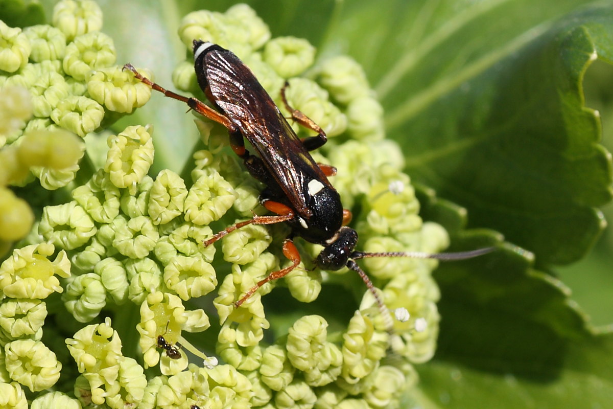 Ichneumonidae da identificare 1
