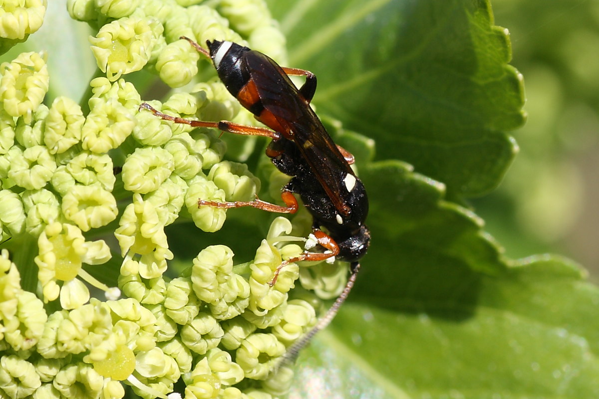 Ichneumonidae da identificare 1