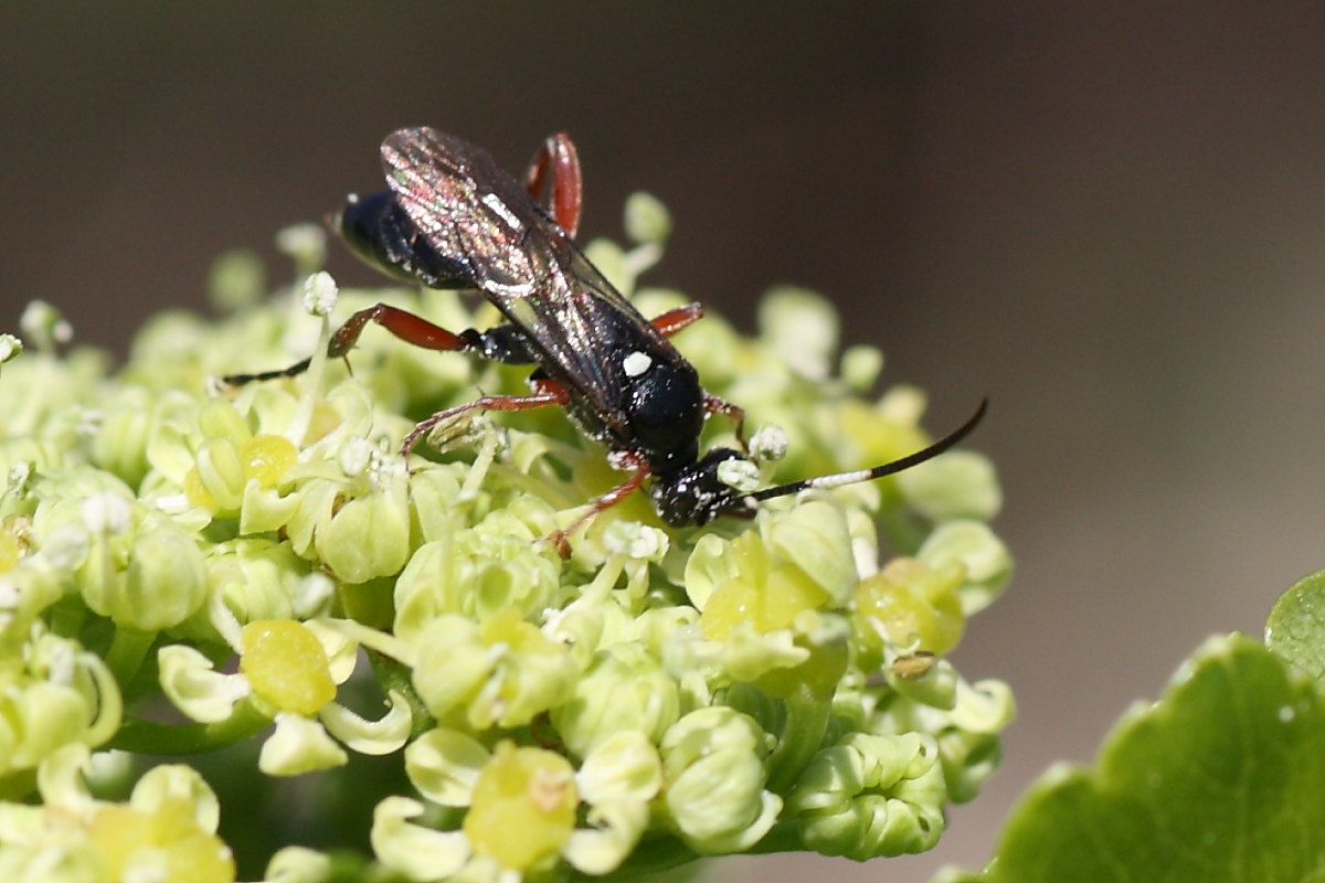 Ichneumonidae da identificare 2