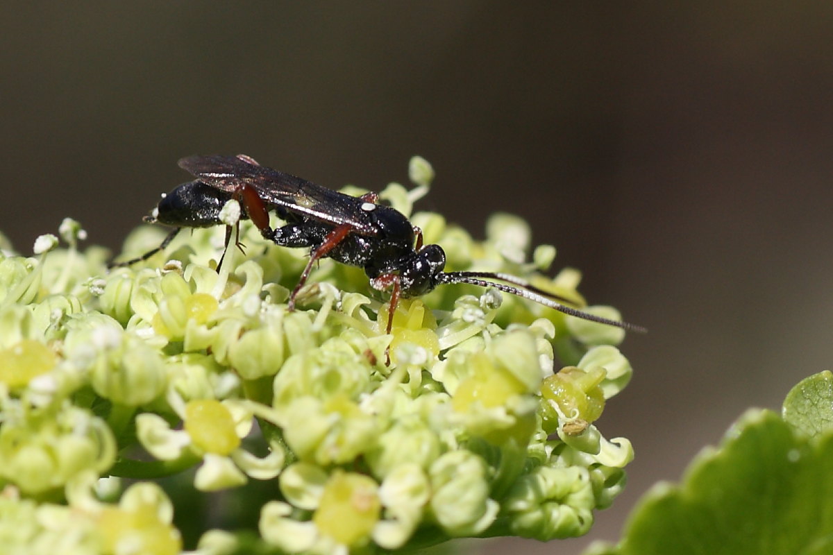 Ichneumonidae da identificare 2