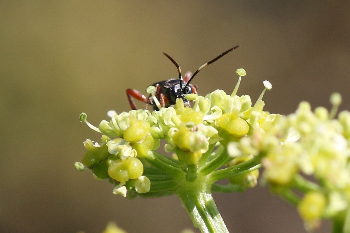 Ichneumonidae da identificare 2