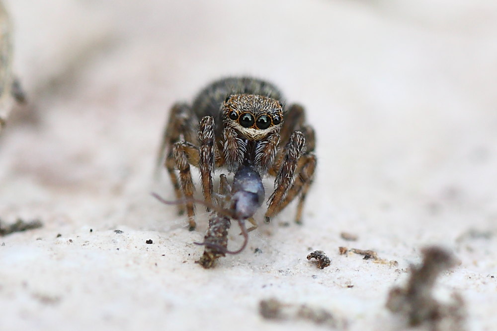 Salticidae (cf. Pseudeuphrys o Euophrys sp.)