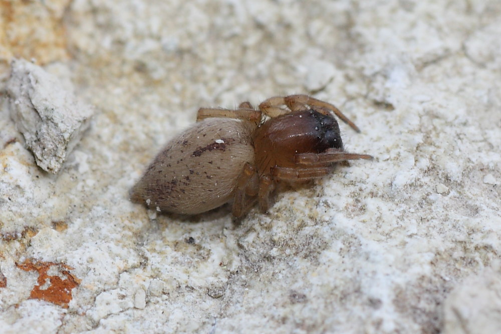 Clubiona sp.