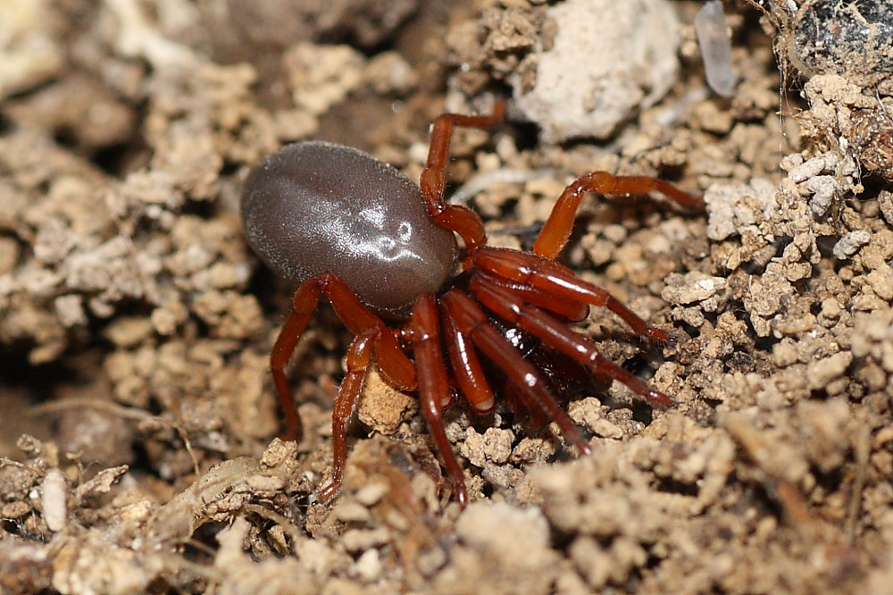 Dysdera sp.