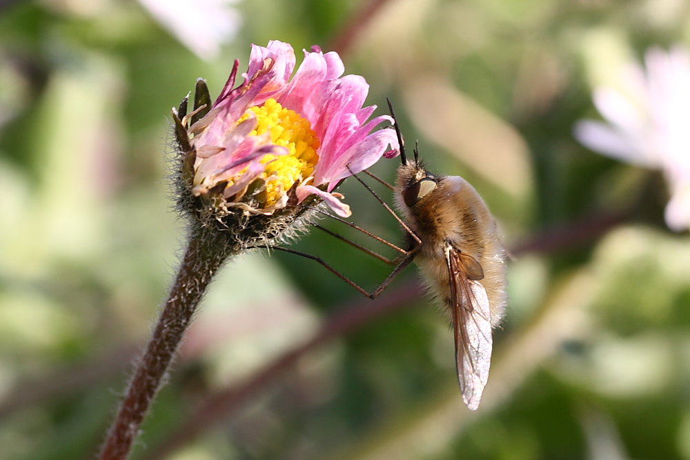 Bombylius major ?