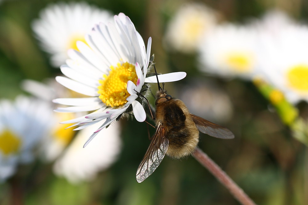 Bombylius major ?