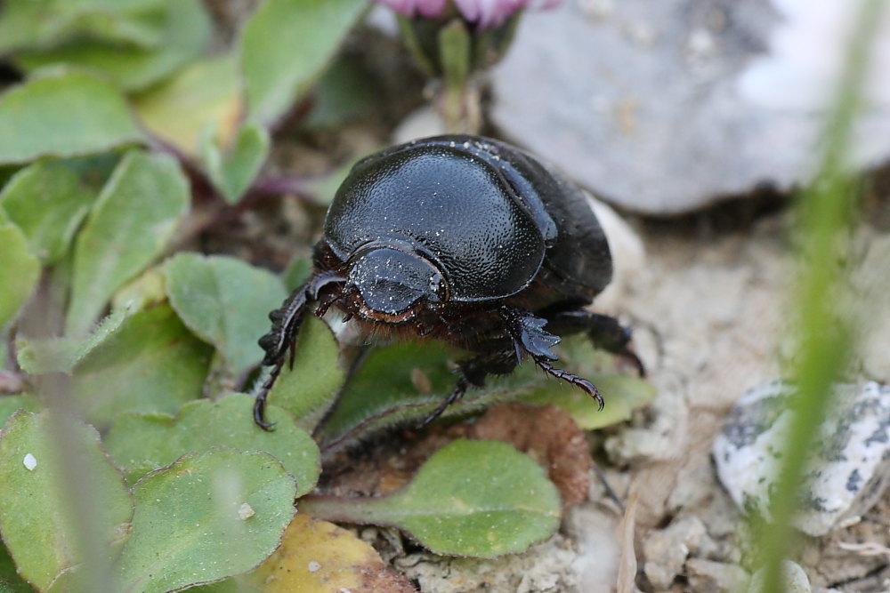 Il primo scarabeo della stagione: Pentodon bidens