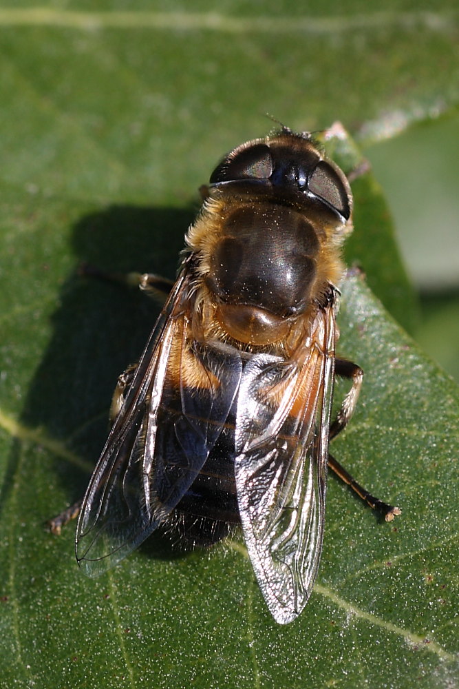 Eristalis similis ed E. tenax ♀ ♀ (Syrphidae)