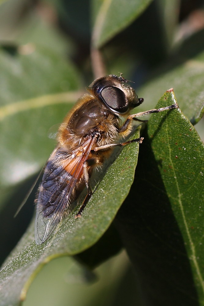 Eristalis similis ed E. tenax ♀ ♀ (Syrphidae)