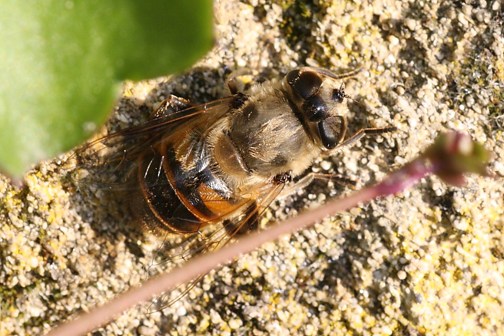 Eristalis similis ed E. tenax ♀ ♀ (Syrphidae)