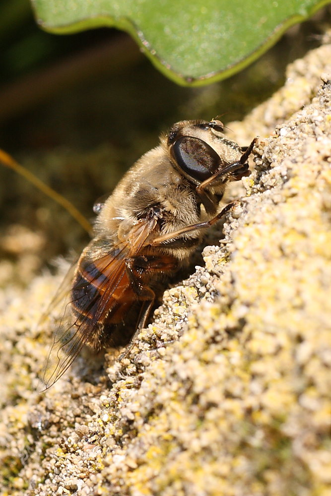 Eristalis similis ed E. tenax ♀ ♀ (Syrphidae)