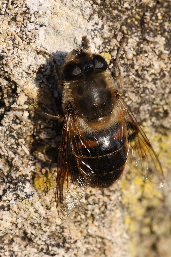 Eristalis similis ed E. tenax ♀ ♀ (Syrphidae)