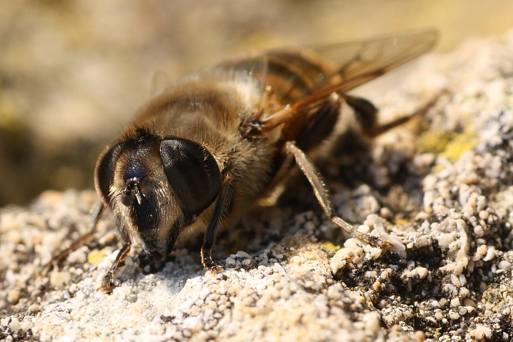 Eristalis similis ed E. tenax ♀ ♀ (Syrphidae)