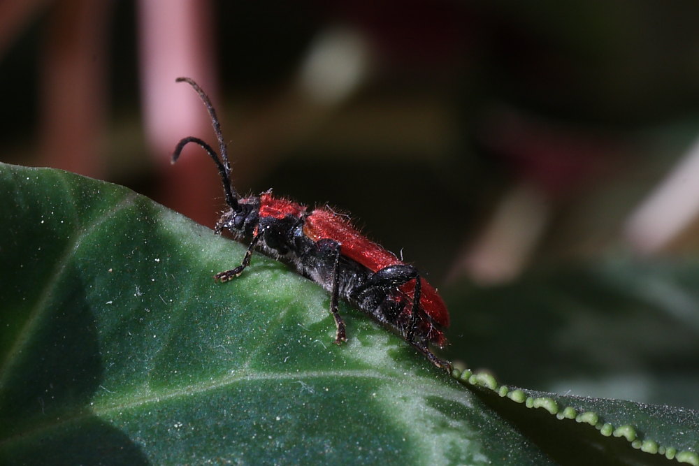 Pyrrhidium sanguineum