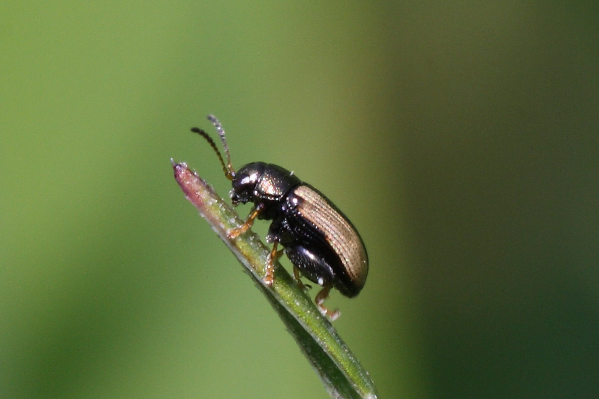 Chaetocnema conducta