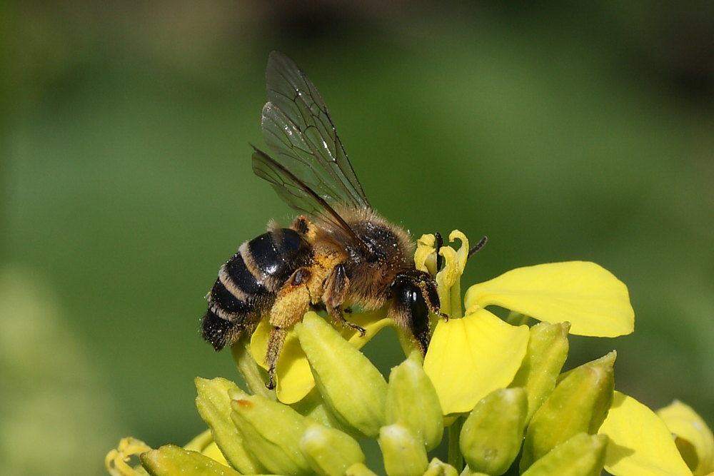 Andrena cfr flavipes