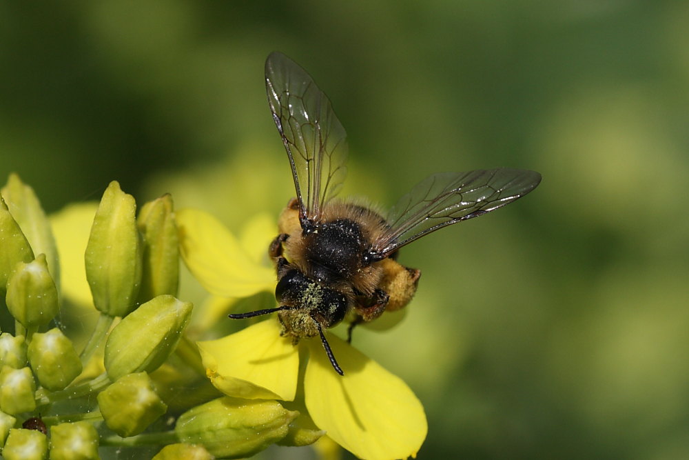 Andrena cfr flavipes