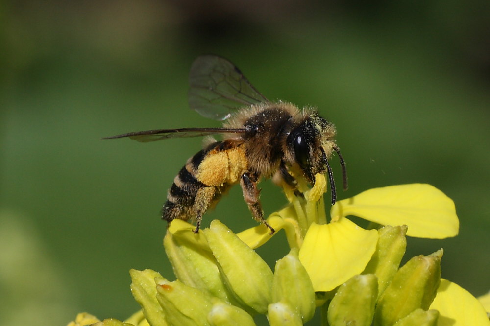 Andrena cfr flavipes