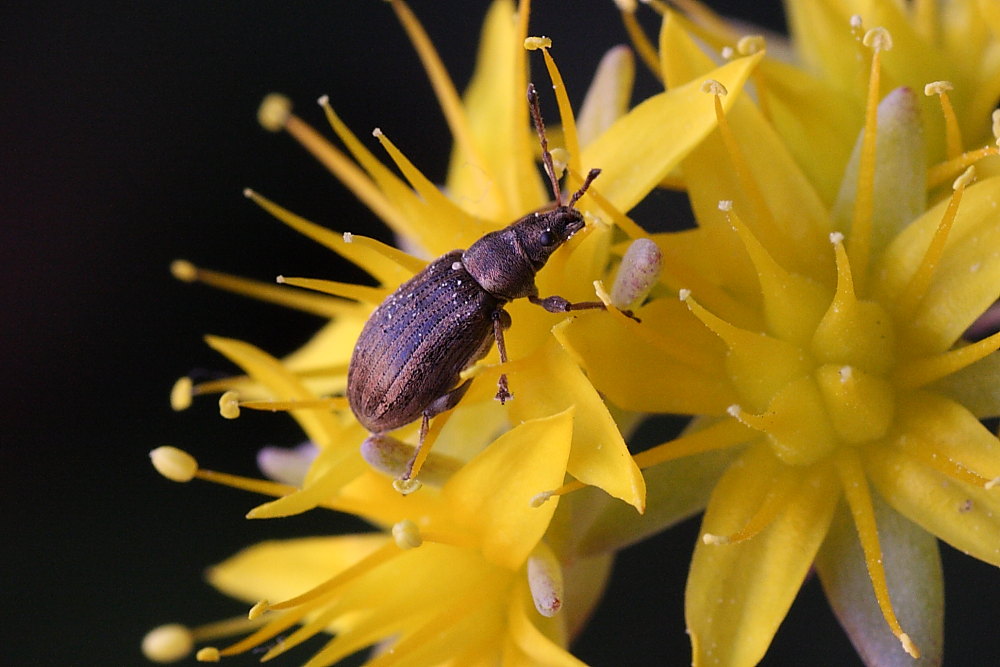 Polydrusus marginatus - (Curculionidae)