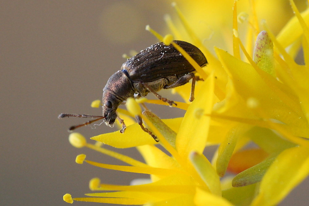 Polydrusus marginatus - (Curculionidae)