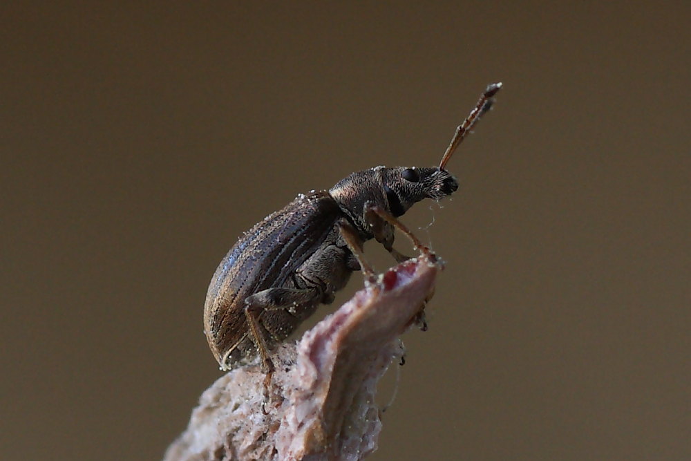 Polydrusus marginatus - (Curculionidae)