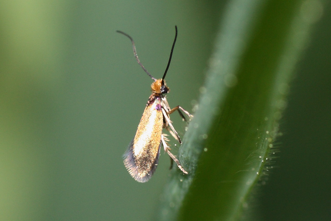 Da id - Micropterix cfr. calthella -Micropterigidae