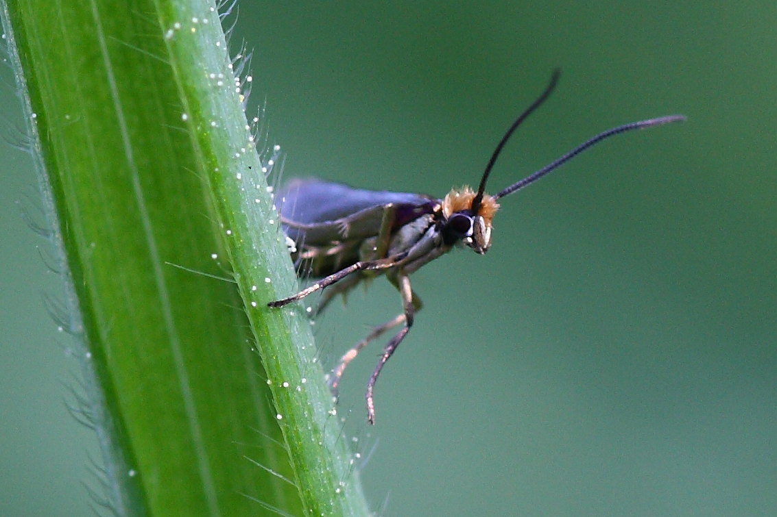 Da id - Micropterix cfr. calthella -Micropterigidae