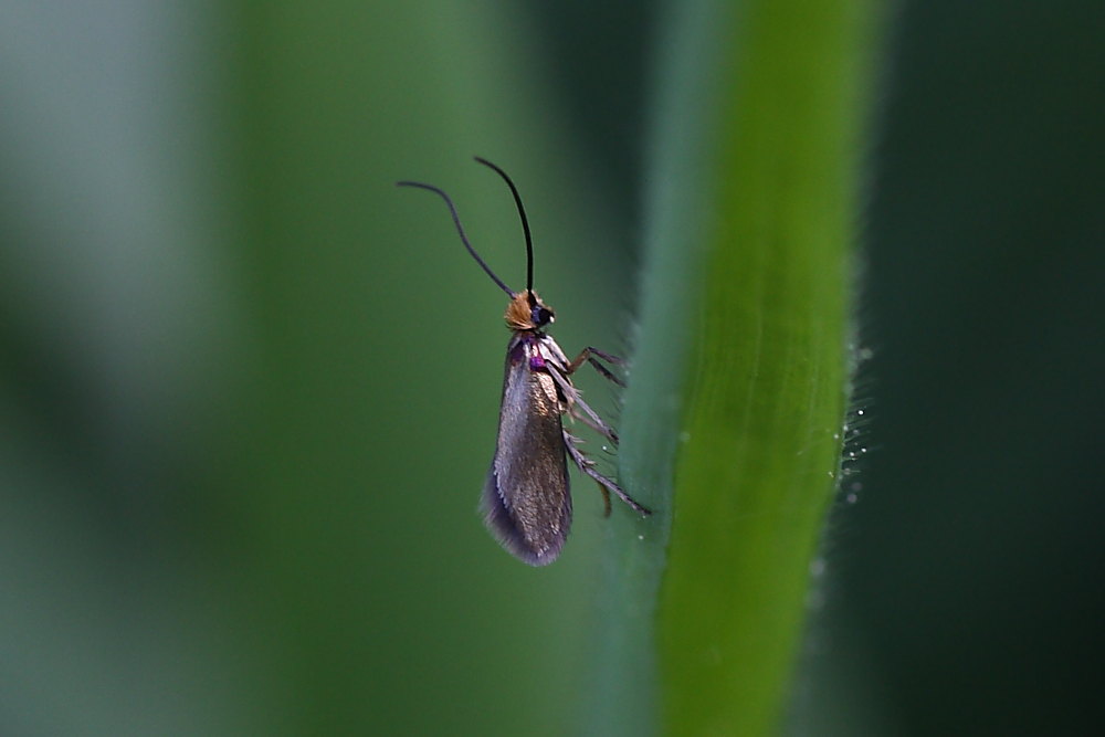 Da id - Micropterix cfr. calthella -Micropterigidae