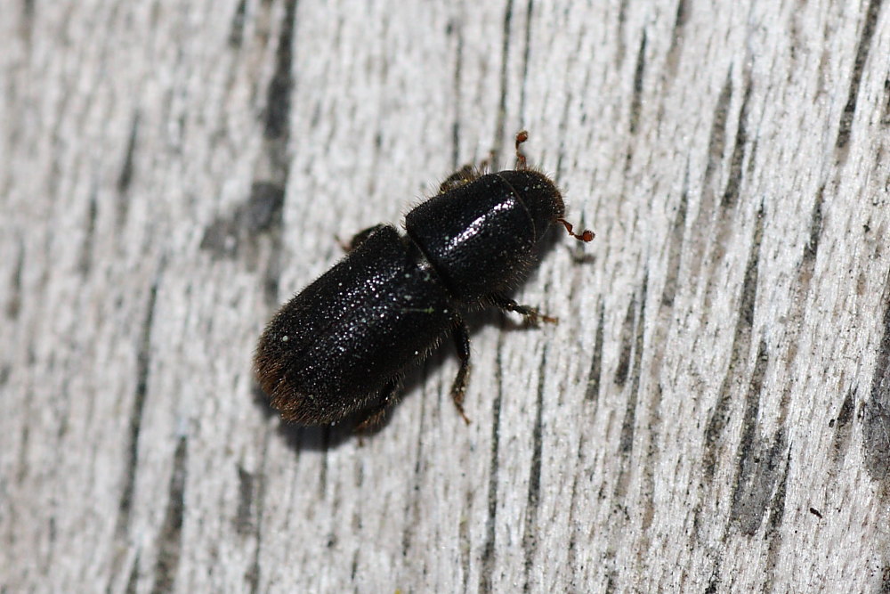 Cripturgus sp.(?) (Scolitidae)