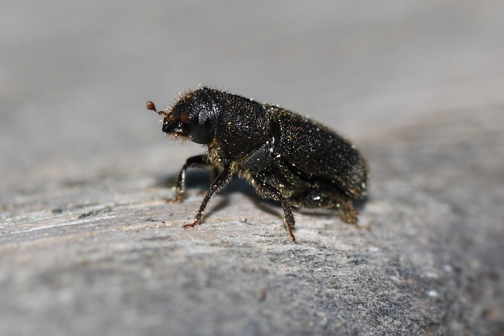 Cripturgus sp.(?) (Scolitidae)