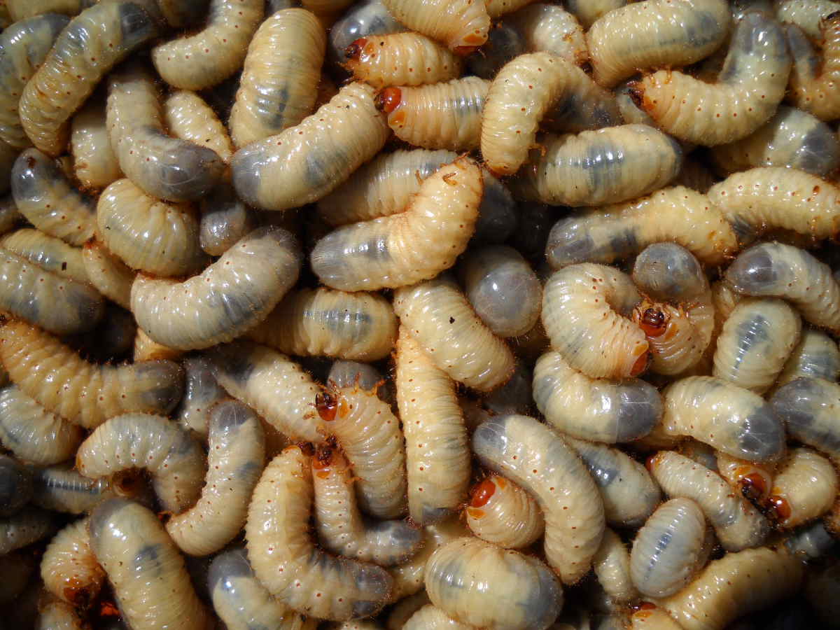 Larve di Cetoniidae nella compostiera