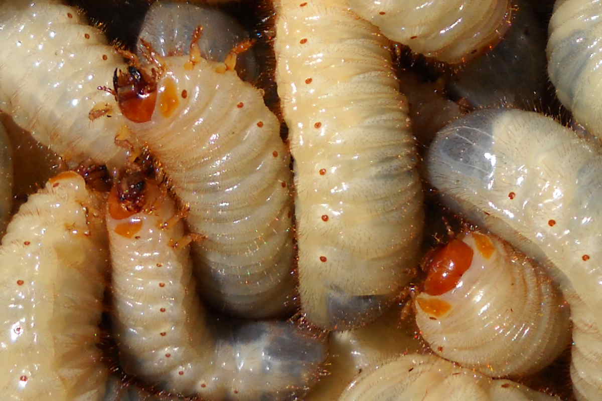 Larve di Cetoniidae nella compostiera