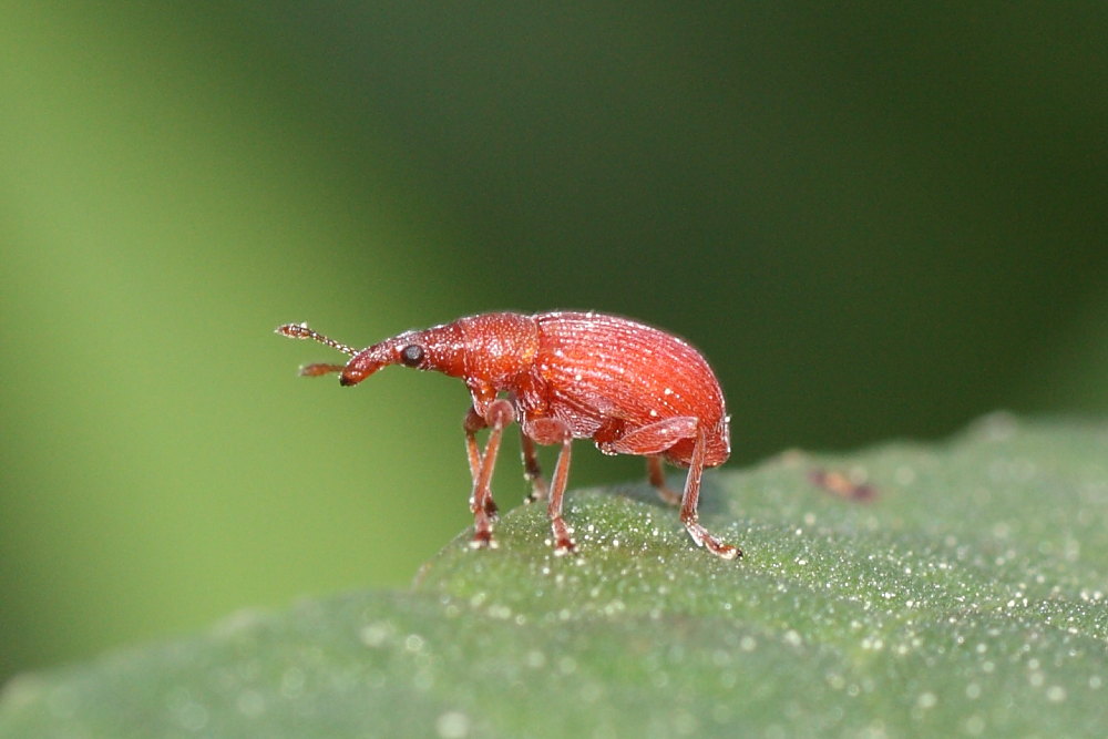 Apion cfr frumentarium