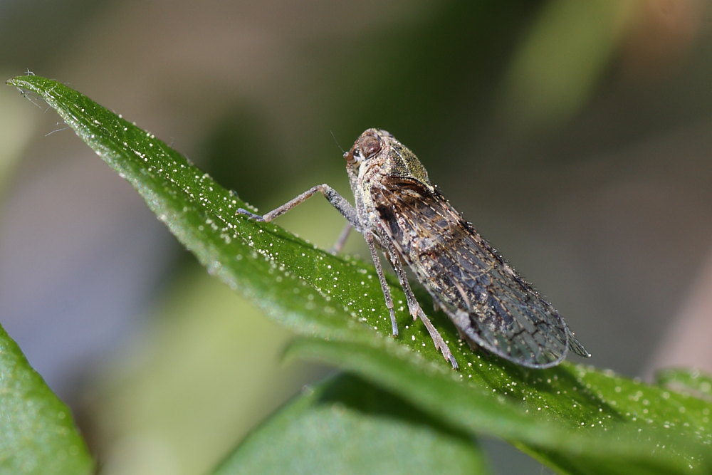 Cixius sp. - Campania