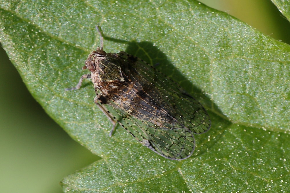 Cixius sp. - Campania
