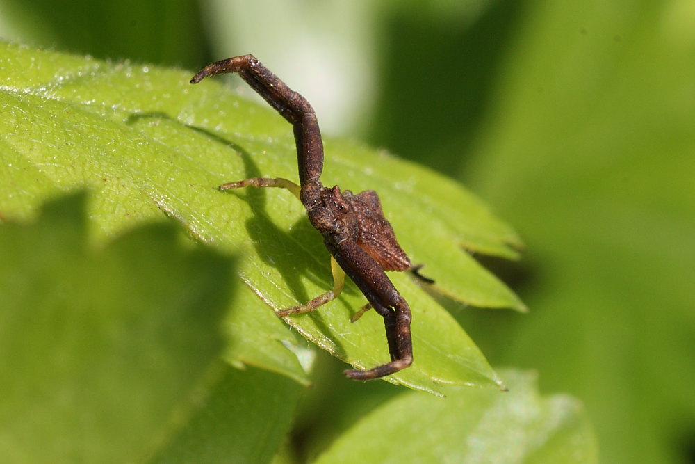 Pistius truncatus