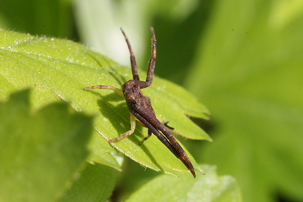Pistius truncatus