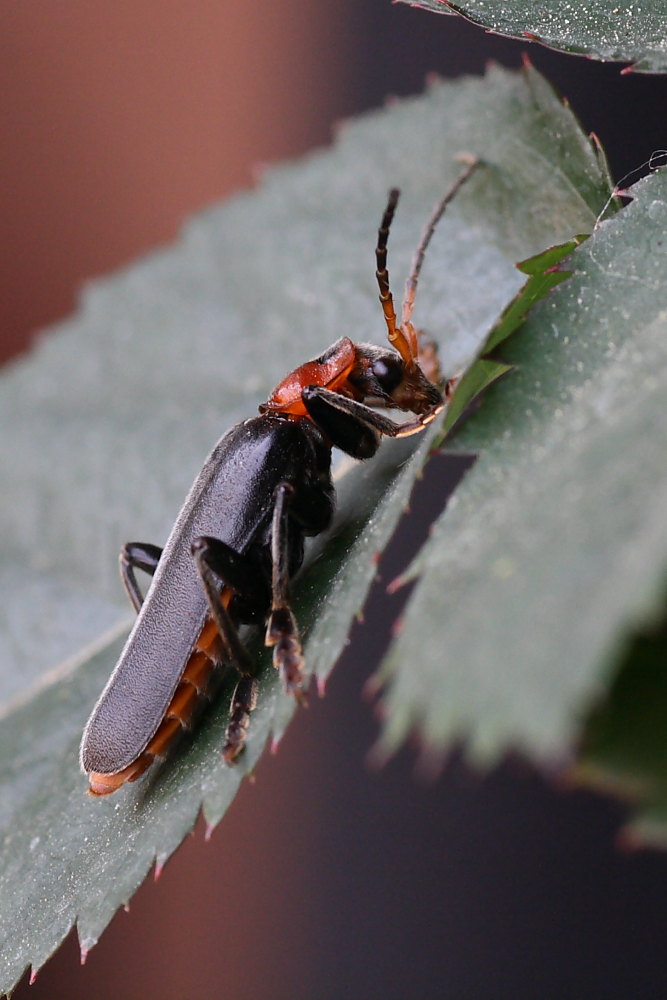 Cantharis fusca