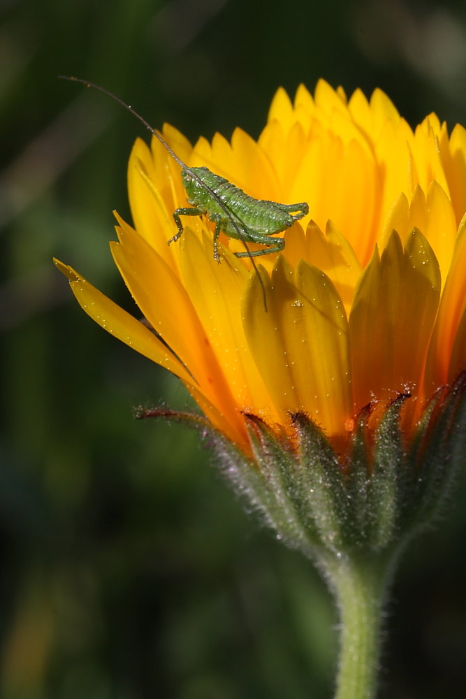 Tettigonia sp.
