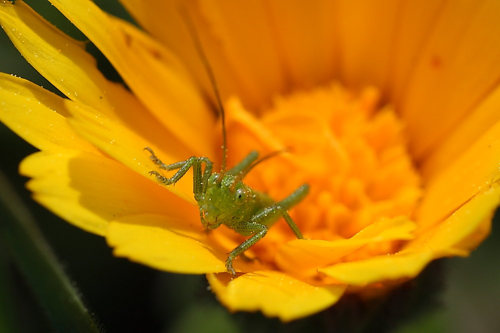 Tettigonia sp.